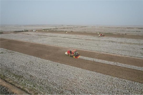 亿牛策略 新疆塔里木农垦集团神农公司：深耕沙荒盐碱地 奏响三秋采收奋进曲